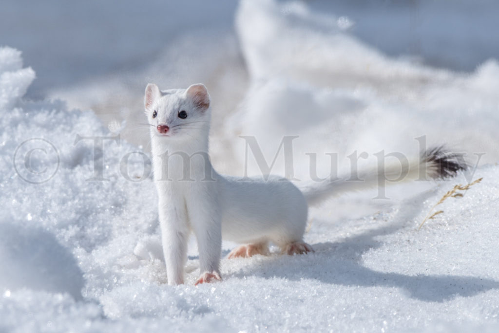 Ermine Snow Tom Murphy Photography
