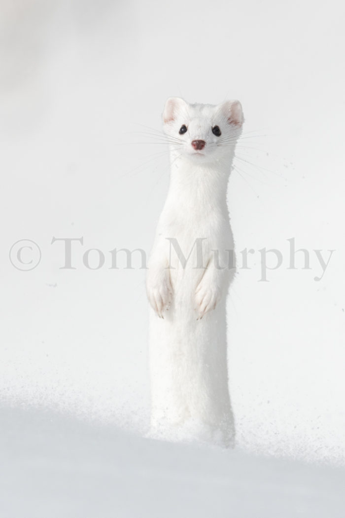 Ermine Standing In Snow