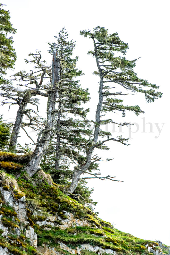 Evergreen Tree Rocky Ridge