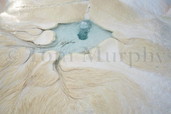Filamentous Bacteria Mammoth Hot Springs