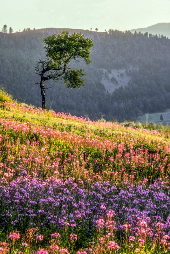 Fireweed Lamar