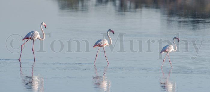 Flamingos Wading