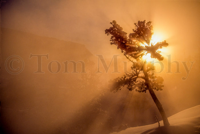 Fog Backlit Pine Gold