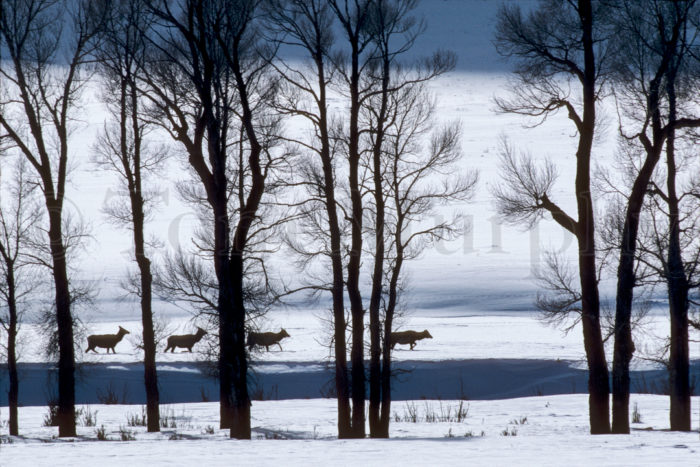Four Elk Cows Cottonwoods Silhouette
