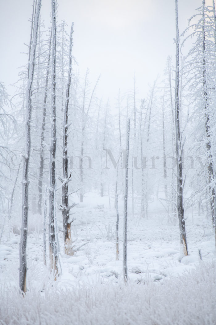 Frosted Bare Pine Trees