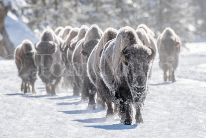 Frosted Bison Cows Walking
