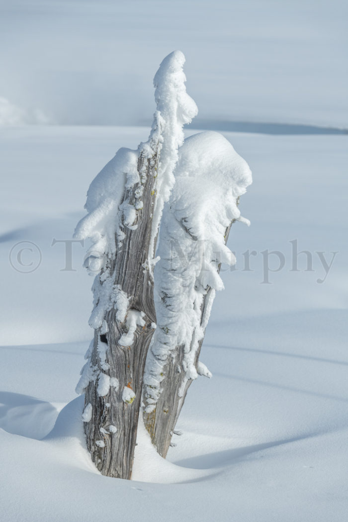 Frosted Tree Stump