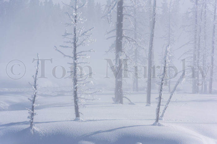 Frosted Tree Trunks Snowfield