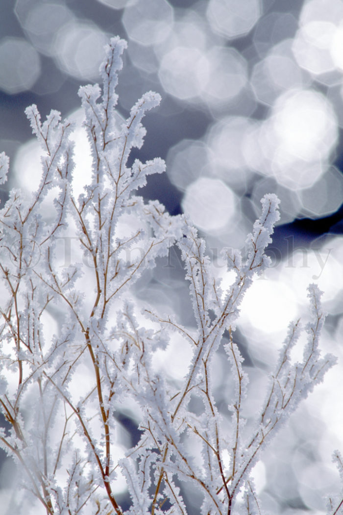 Frosted Twings Sparkles