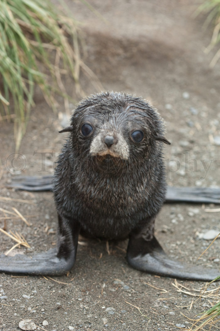 Fur Seal Pup
