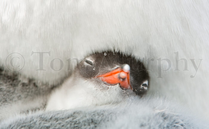Gentoo Chick Sleeping
