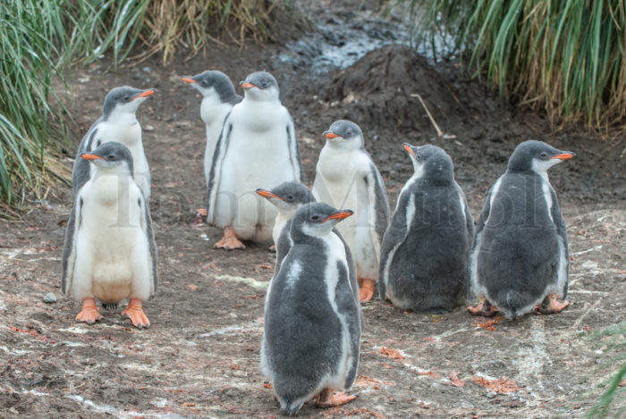 Gentoo Penguin Chicks