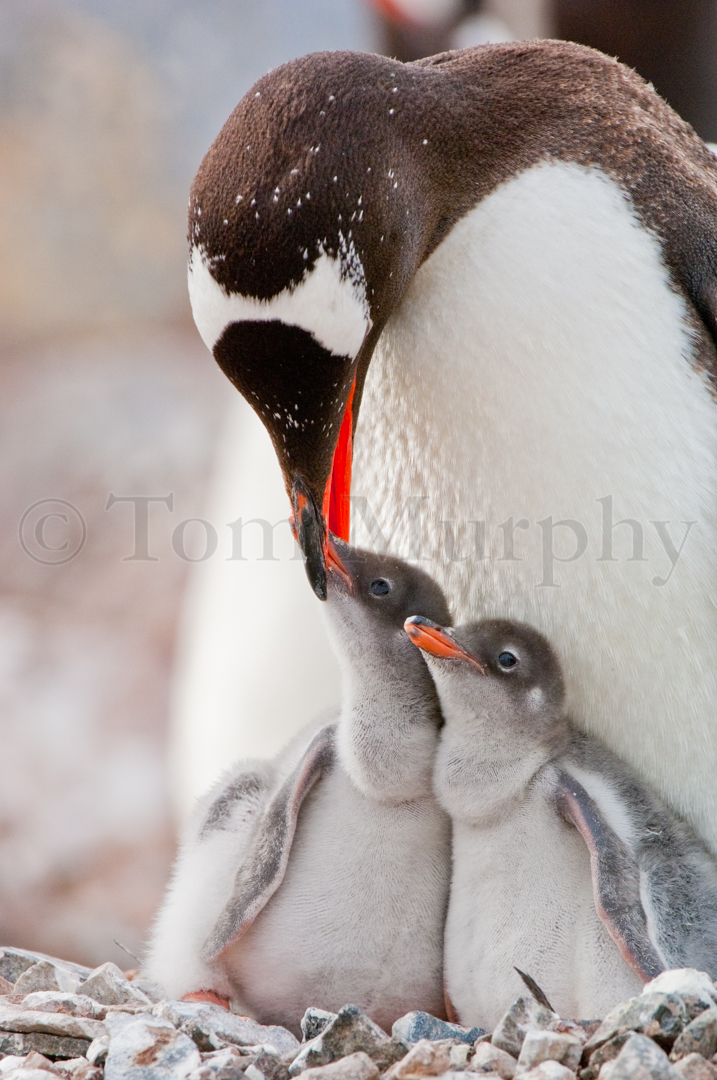 baby gentoo penguin