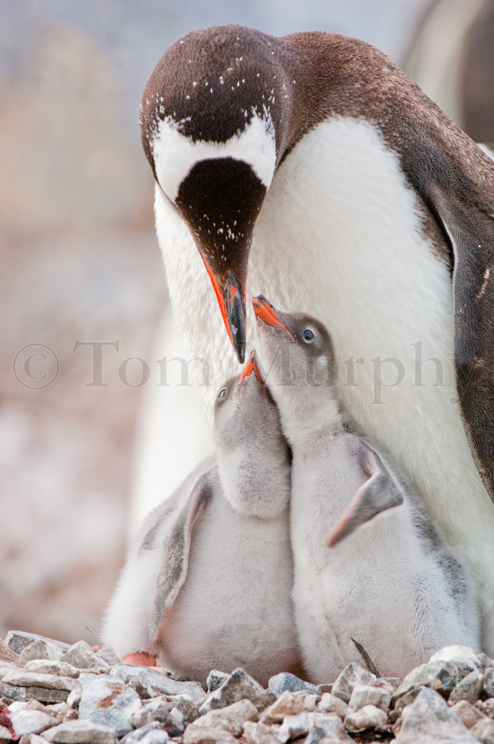 baby gentoo penguin