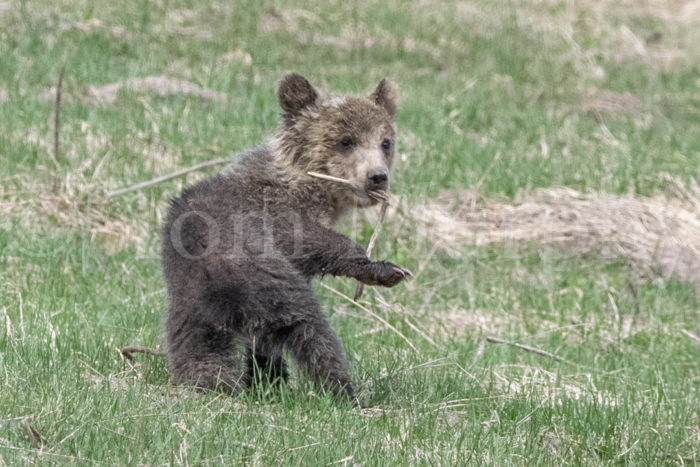 Grizzly Cub Stick