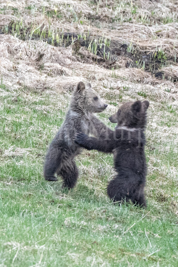 Grizzly Cubs Playing