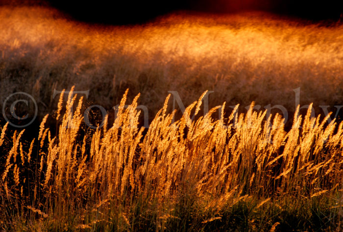 Gold Backlit Grasses