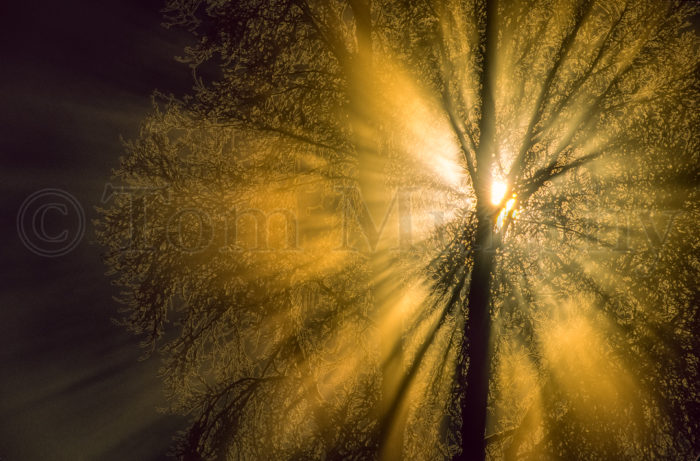 Gold Beams Sunrise Cottonwood