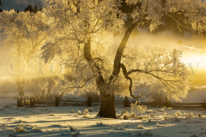 Gold Cottonwoods Lamar