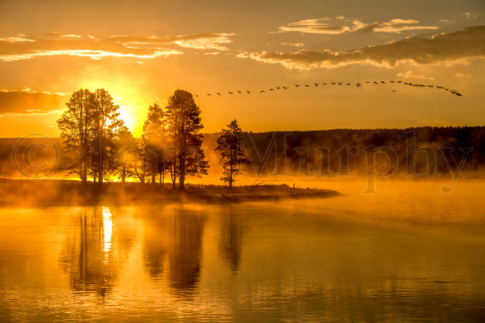 Gold Sunrise Hayden Valley Pine Trees Canada Geese