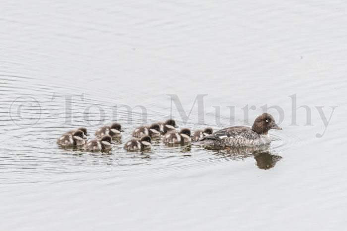 Goldeneye Hen Ducklings