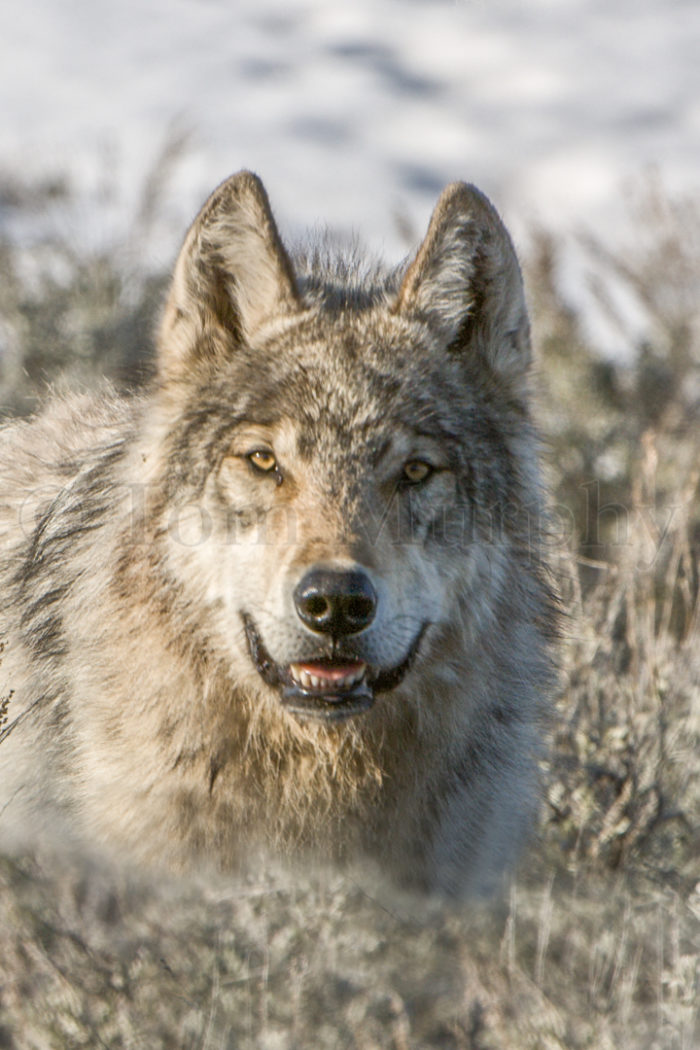 Gray Wolf Head