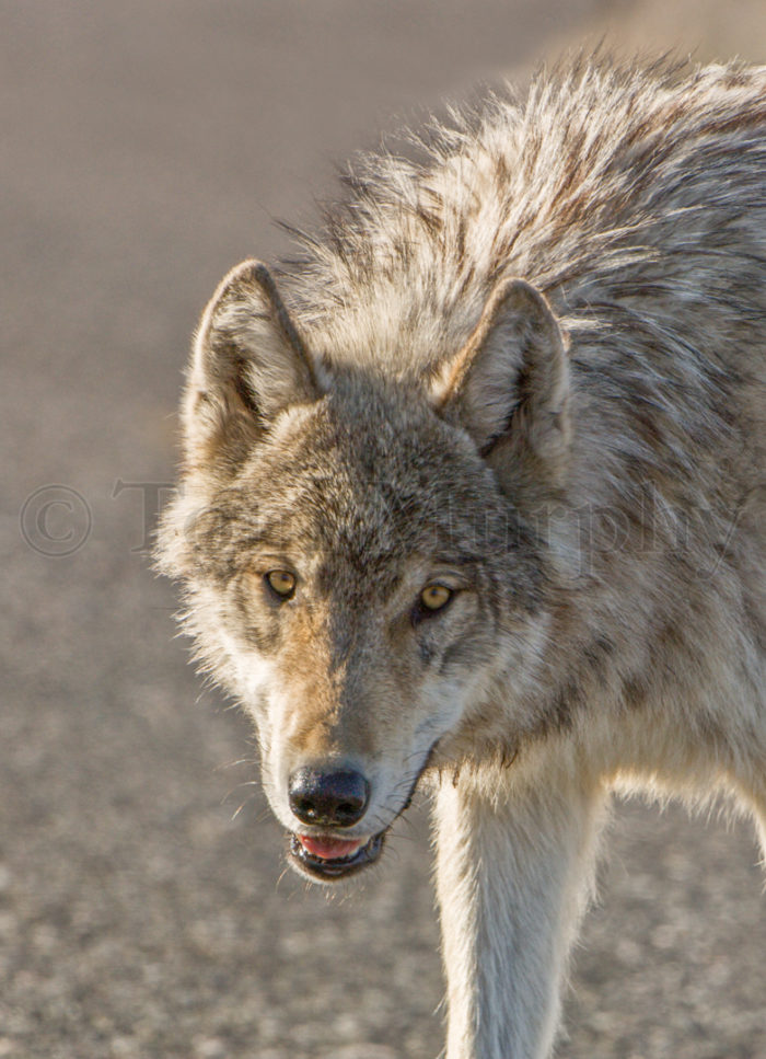 Gray Wolf Head