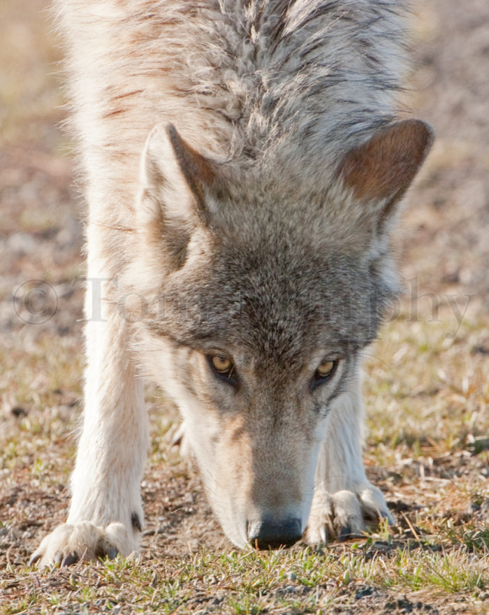 Gray Wolf Head