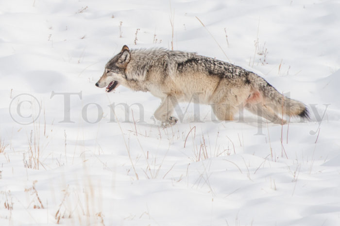 Gray Wolf Snowfield