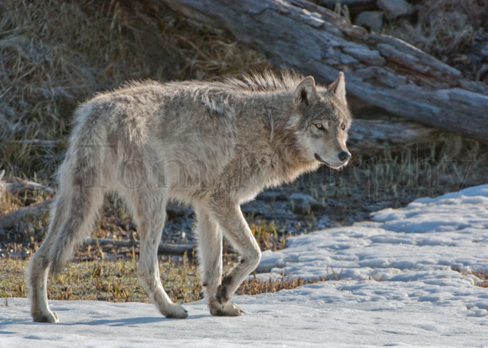 Gray Wolf Walking