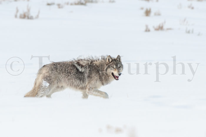 Gray Wolf