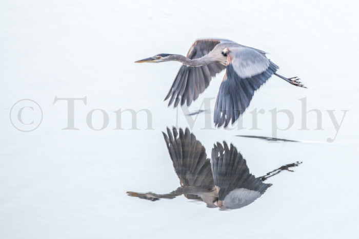 Great Blue Heron Flying Reflection