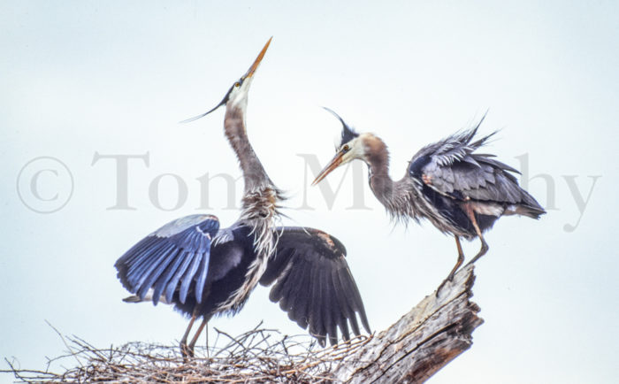Great Blue Herons Courting