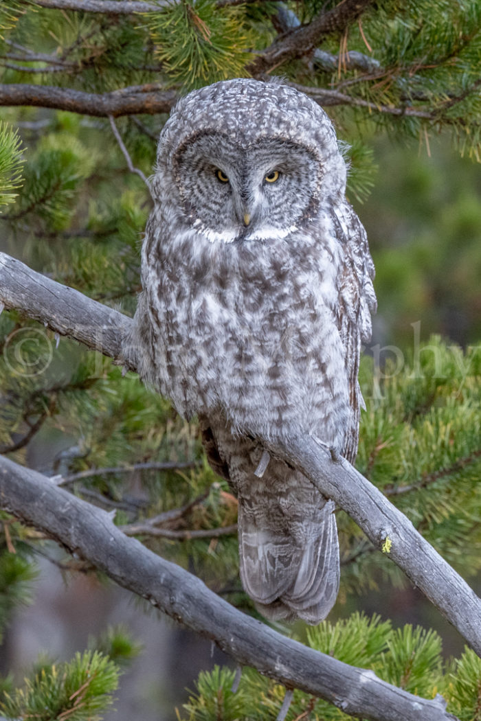 Great Gray Owl Branch