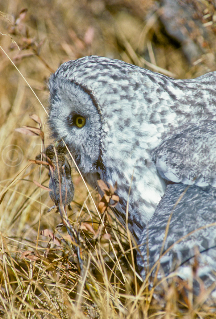 Great Gray Owl Mouse Grass