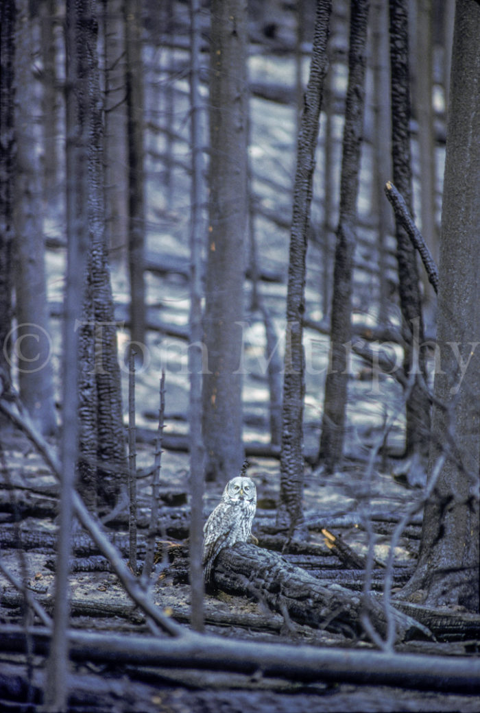 Great Gray Owl On Burned Log
