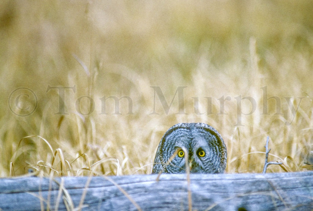 GreatGrayOwlPeekingOverLog_760