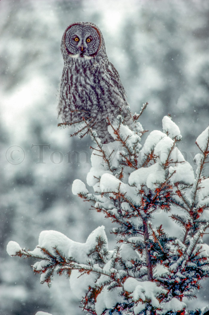 Great Gray Owl Snow Tree