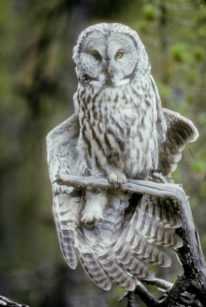 Great Gray Owl Stretching Wing – Tom Murphy Photography