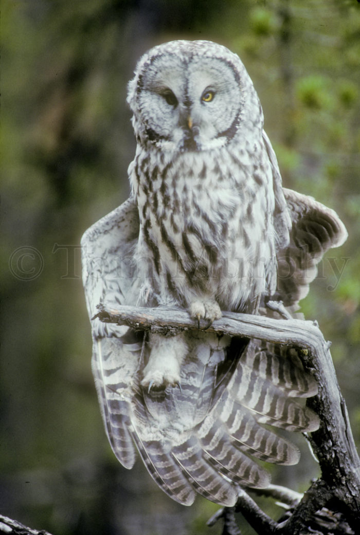 Great Gray Owl Stretching Wing