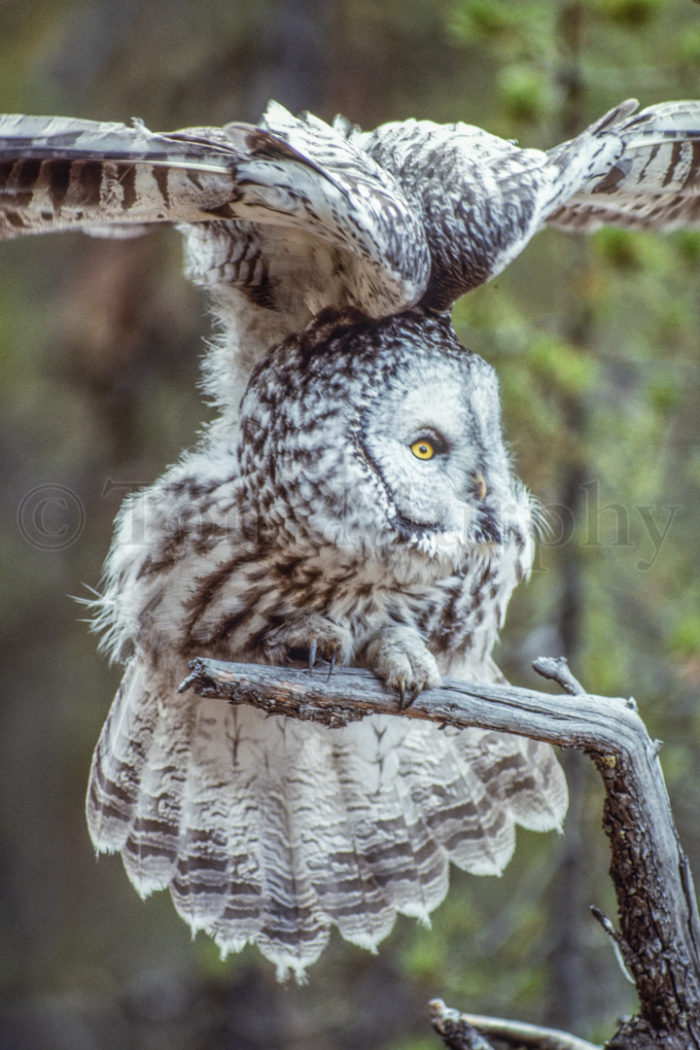 Great Gray Owl Stretching Wings