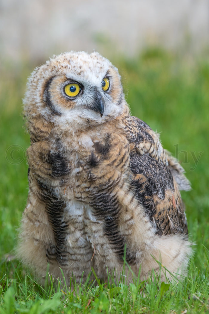 Great Horned Owl On Ground