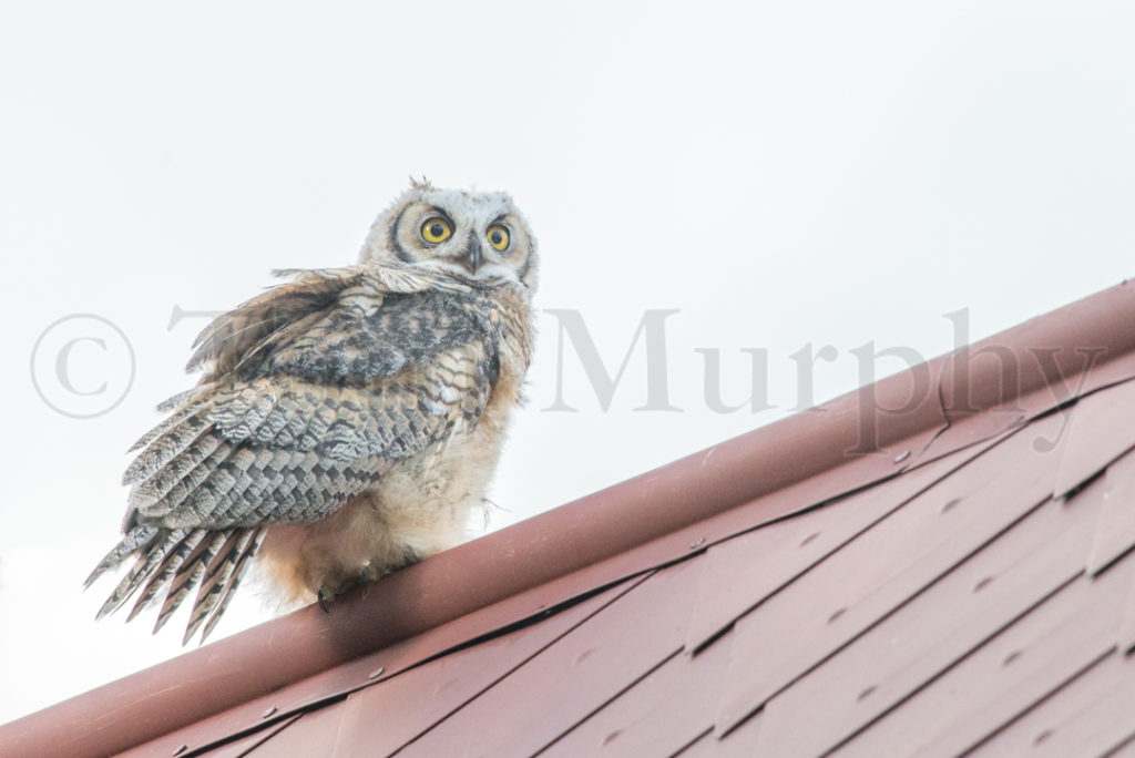 Great Horned Owl On Roof – Tom Murphy Photography