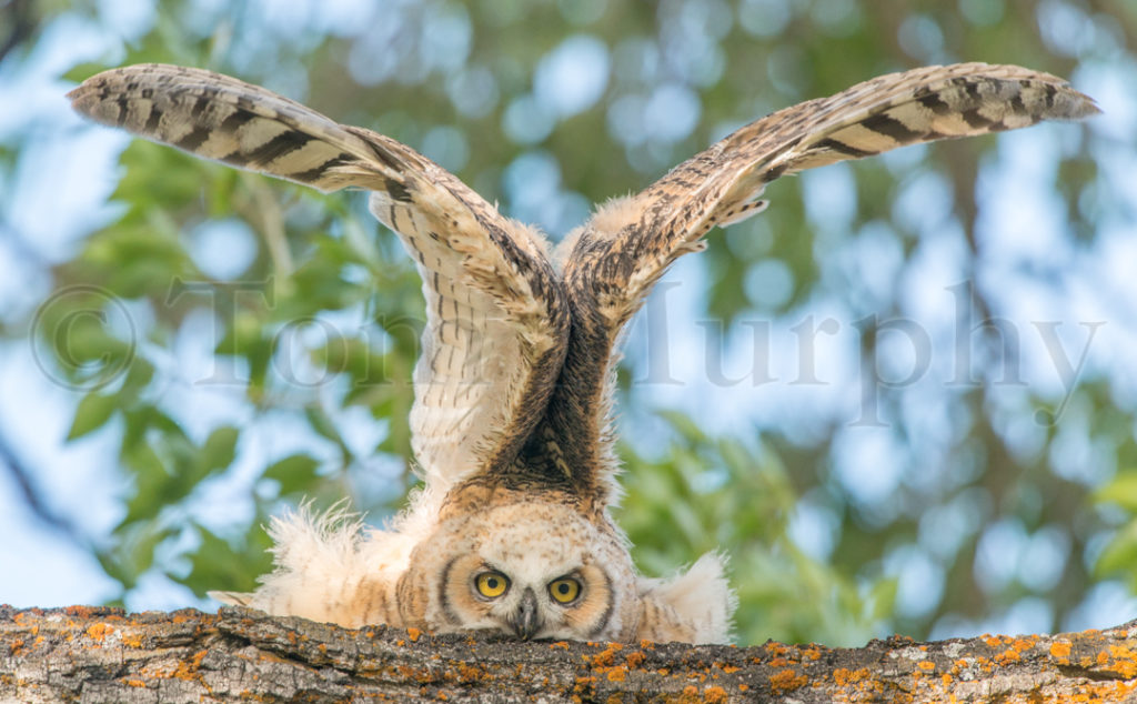 Great Horned Owl Strecting W Ings Juvenile Tom Murphy Photography