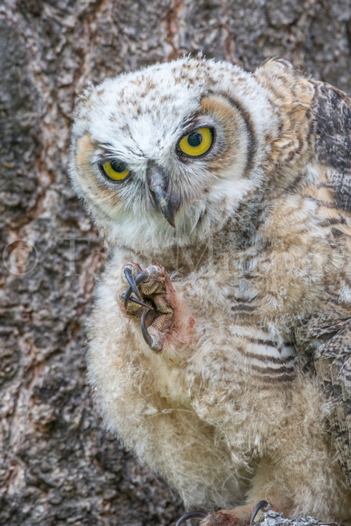 置物  / Northern owl with foot GreatHornedOwletFootTalons_033