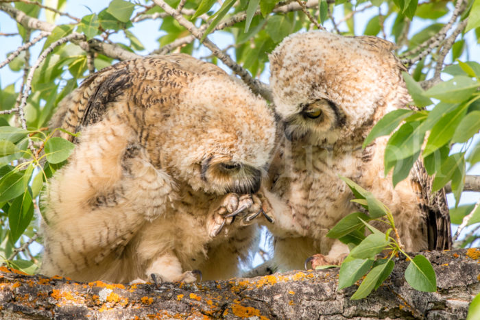 Great Horned Owlets Groomingy