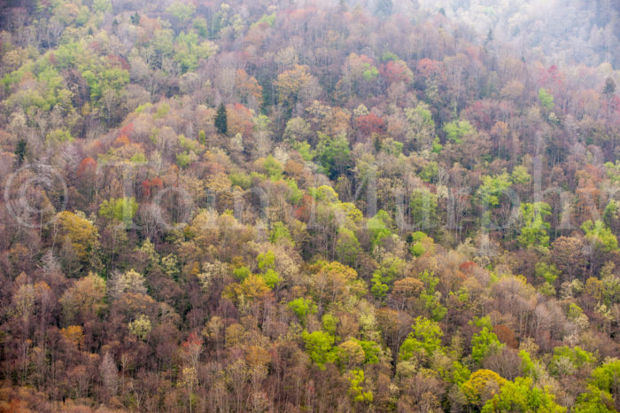 Great Smokies Forest