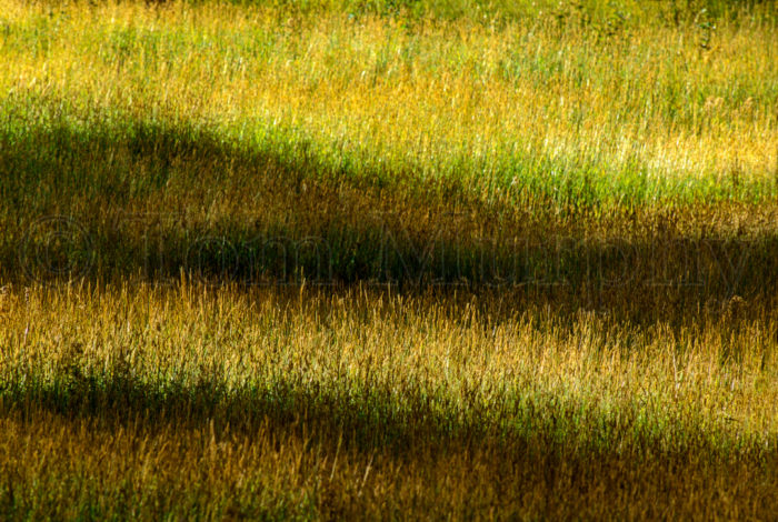 Green Gold Grass Shadows