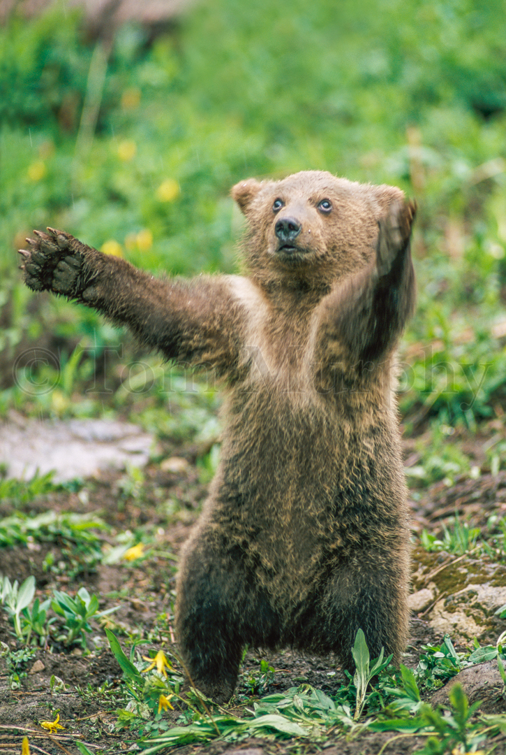 Grizzly Bear Arms  Tom Murphy Photography