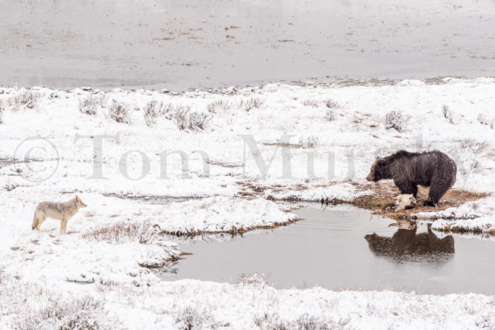 Grizzly Bear Bison Carcass Coyote